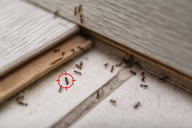 Best Residential Pest Control  in Maine, WI