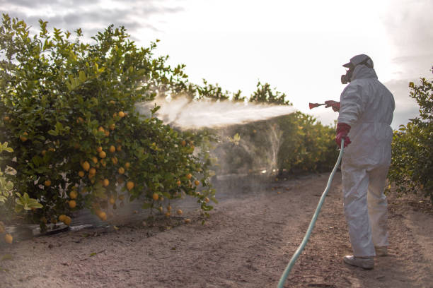 Best Flea Control Services  in Maine, WI